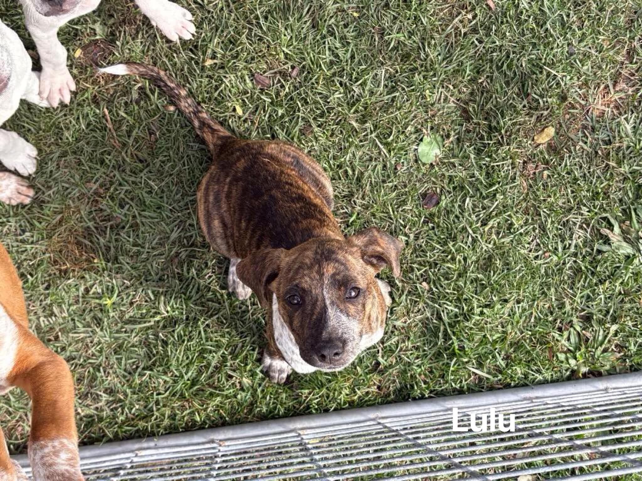 Lulu Lulu